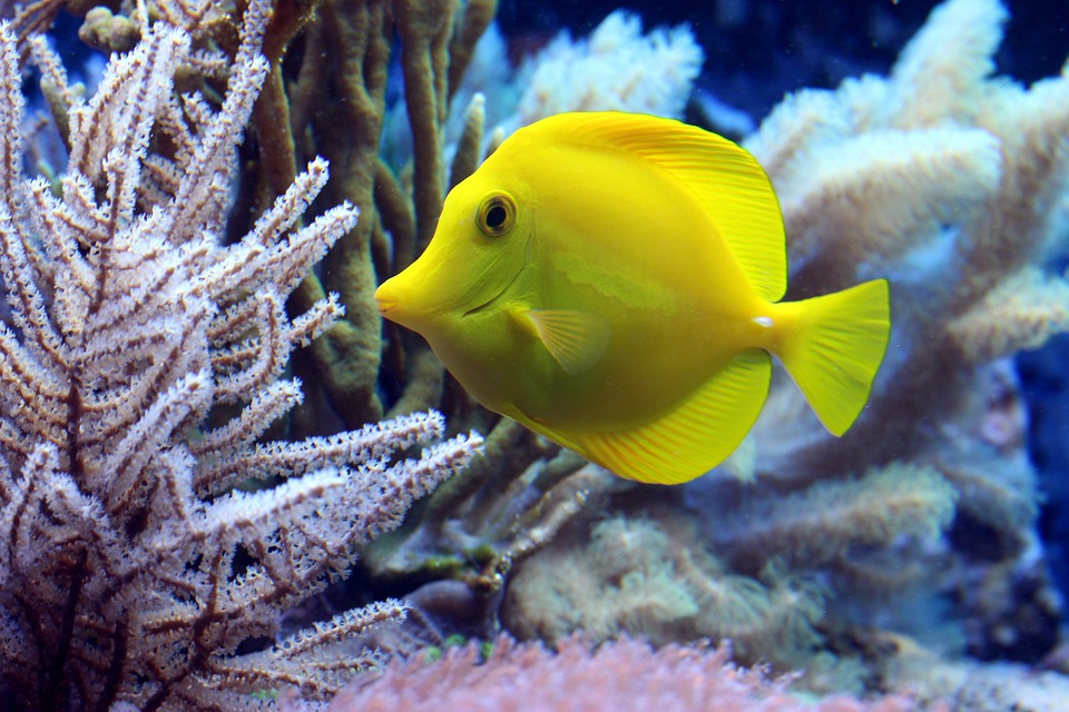 Come Scegliere una Lampada per un Acquario